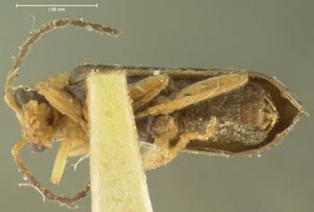 Media type: image;   Entomology 3387 Aspect: habitus ventral view